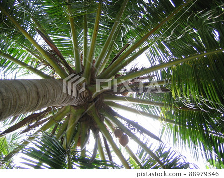 Palm tree Palm tree 88979346
