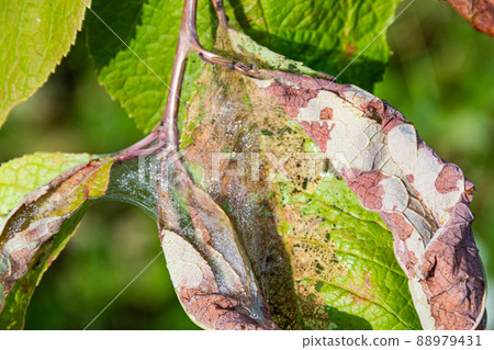 Bird cherry moth on green branches. Leaves withered, curled up and covered with cobwebs. Diseases of berry trees. Harmful insects deprive garden of harvest. 88979431