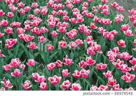 It is my favorite flower. gather the bouquet. pink vibrant flowers. field with tulips in netherlands. tulip field flowerbed. nature landscape sightseeing in Europe. fresh spring flowers It is my favorite flower. gather the bouquet. pink vibrant flowers. field with tulips in netherlands. tulip field flowerbed. nature landscape sightseeing in Europe. fresh spring flowers 88979548