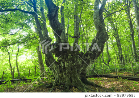 Nakajimadai Recreation Forest Variant Beech Agariko Daiou 秋田縣 88979685