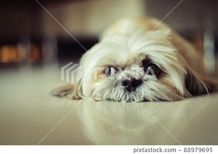 Lonely dog lying on the reflection floor Lonely dog lying on the reflection floor 88979695
