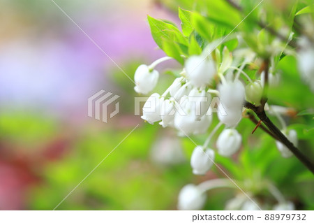 盛開的白色 Enkianthus perulatus（五顏六色的花田背景） 88979732