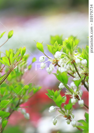 White Enkianthus perulatus in full bloom (background of colorful flower field) 88979734