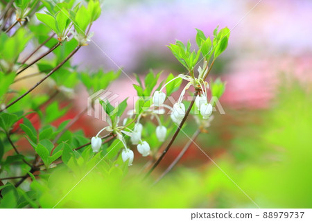 盛開的白色 Enkianthus perulatus(五顏六色的花田背景) 盛開的白色 Enkianthus perulatus(五顏六色的花田背景) 88979737