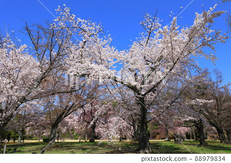 春天的舊離休二條城 青龍庭園 櫻花盛開 88979834