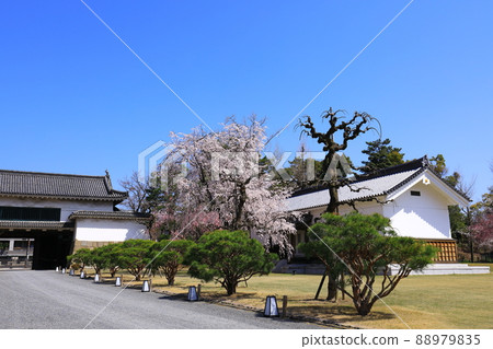 春天的舊離休二條城 青龍庭園 櫻花盛開 88979835