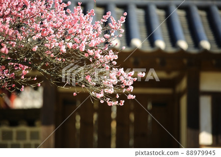春天的風景，梅花的日子 88979945