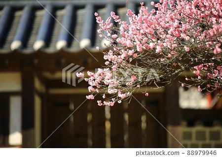 Spring scenery, plum blossom day Spring scenery, plum blossom day 88979946