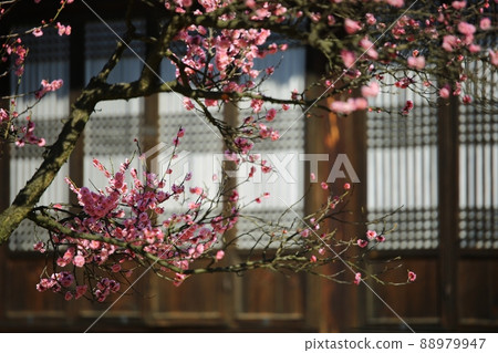 春天的風景,梅花的日子 春天的風景,梅花的日子 88979947