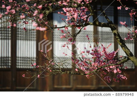 春天的風景，梅花的日子 88979948