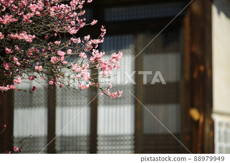 春天的風景，梅花的日子 88979949