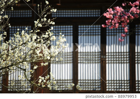 Spring scenery, plum blossom day Spring scenery, plum blossom day 88979953