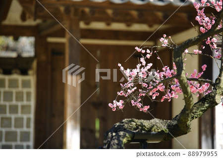 春天的風景,梅花的日子 春天的風景,梅花的日子 88979955
