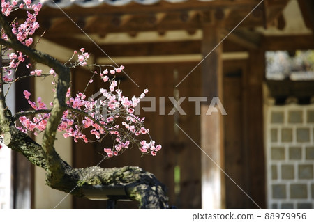 Spring scenery, plum blossom day Spring scenery, plum blossom day 88979956