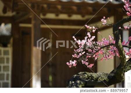 春天的風景,梅花的日子 春天的風景,梅花的日子 88979957