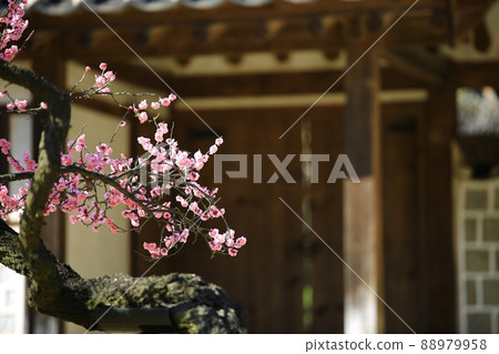 Spring scenery, plum blossom day 88979958