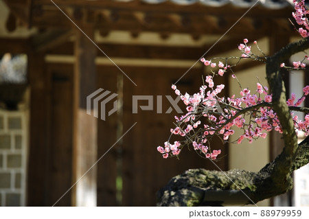 Spring scenery, plum blossom day Spring scenery, plum blossom day 88979959
