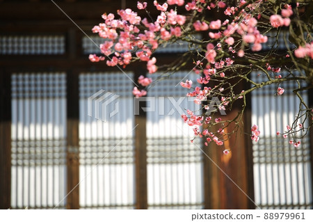 春天的風景,梅花的日子 春天的風景,梅花的日子 88979961