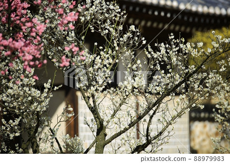 春天的風景,梅花的日子 春天的風景,梅花的日子 88979983