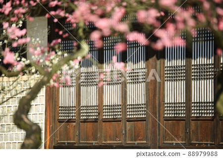 Spring scenery, plum blossom day Spring scenery, plum blossom day 88979988