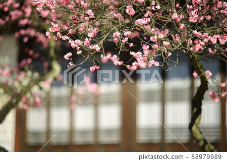 Spring scenery, plum blossom day Spring scenery, plum blossom day 88979989