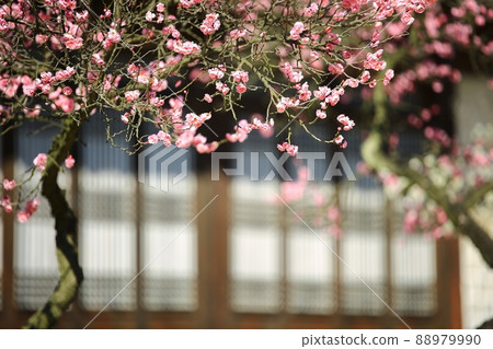 Spring scenery, plum blossom day Spring scenery, plum blossom day 88979990