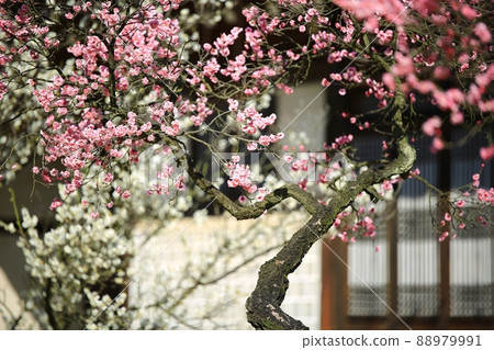 Spring scenery, plum blossom day Spring scenery, plum blossom day 88979991