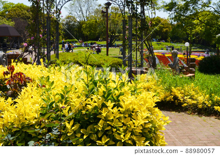 Osaka Tsurumi Ryokuchi Park in spring Osaka Tsurumi Ryokuchi Park in spring 88980057