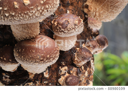Shiitake mushroom cultivation Shiitake mushroom cultivation 88980109