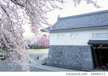 Kajo Park Ninomaru Sakura in full bloom Yamagata Prefecture Kajo Park Ninomaru Sakura in full bloom Yamagata Prefecture 88980111