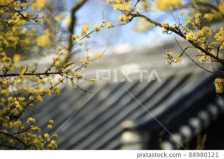 Beautiful spring day, Hyeonchungsa Temple Beautiful spring day, Hyeonchungsa Temple 88980121