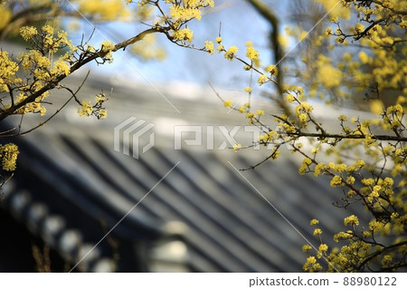 Beautiful spring day, Hyeonchungsa Temple Beautiful spring day, Hyeonchungsa Temple 88980122