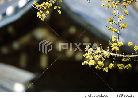 Beautiful spring day, Hyeonchungsa Temple Beautiful spring day, Hyeonchungsa Temple 88980123
