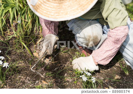 Senior woman gardening weeding on the lawn Senior woman gardening weeding on the lawn 88980374