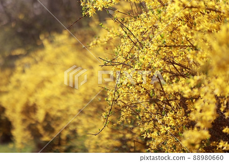 Spring scenery, Seokgat's Day Spring scenery, Seokgat's Day 88980660