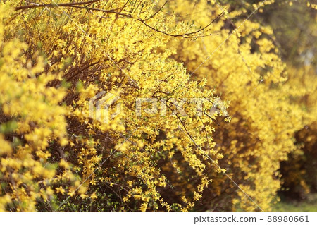 Spring scenery, Seokgat's Day 88980661