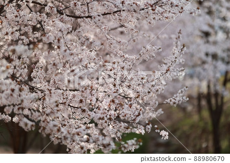 Spring scenery, Seokgat's Day 88980670