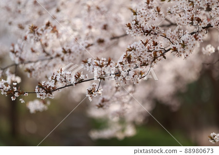 Spring scenery, Seokgat's Day Spring scenery, Seokgat's Day 88980673