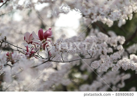 Spring scenery, Seokgat's Day Spring scenery, Seokgat's Day 88980680