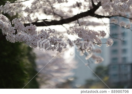 Spring scenery, Seokgat's Day Spring scenery, Seokgat's Day 88980706