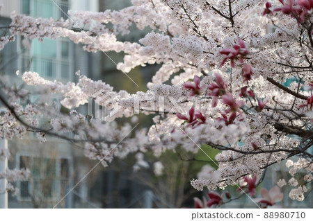 Spring scenery, Seokgat's Day Spring scenery, Seokgat's Day 88980710