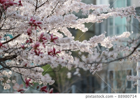 Spring scenery, Seokgat's Day Spring scenery, Seokgat's Day 88980714