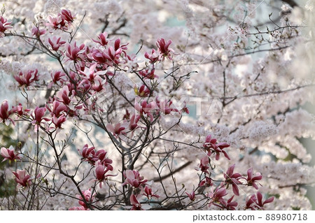 Spring scenery, Seokgat's Day Spring scenery, Seokgat's Day 88980718