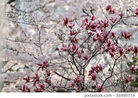 Spring scenery, Seokgat's Day Spring scenery, Seokgat's Day 88980719