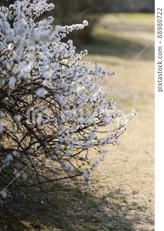 Spring scenery, Seokgat's Day 88980722