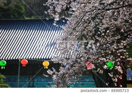 Spring scenery, Seokgat's Day Spring scenery, Seokgat's Day 88980723