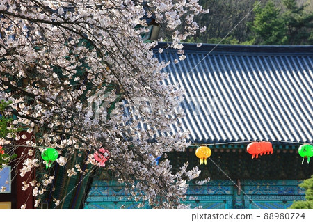 Spring scenery, Seokgat's Day Spring scenery, Seokgat's Day 88980724
