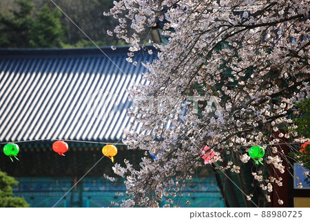 Spring scenery, Seokgat's Day Spring scenery, Seokgat's Day 88980725