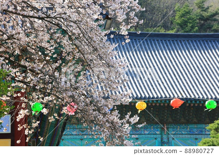 Spring scenery, Seokgat's Day Spring scenery, Seokgat's Day 88980727