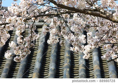 Spring scenery, Seokgat's Day Spring scenery, Seokgat's Day 88980728